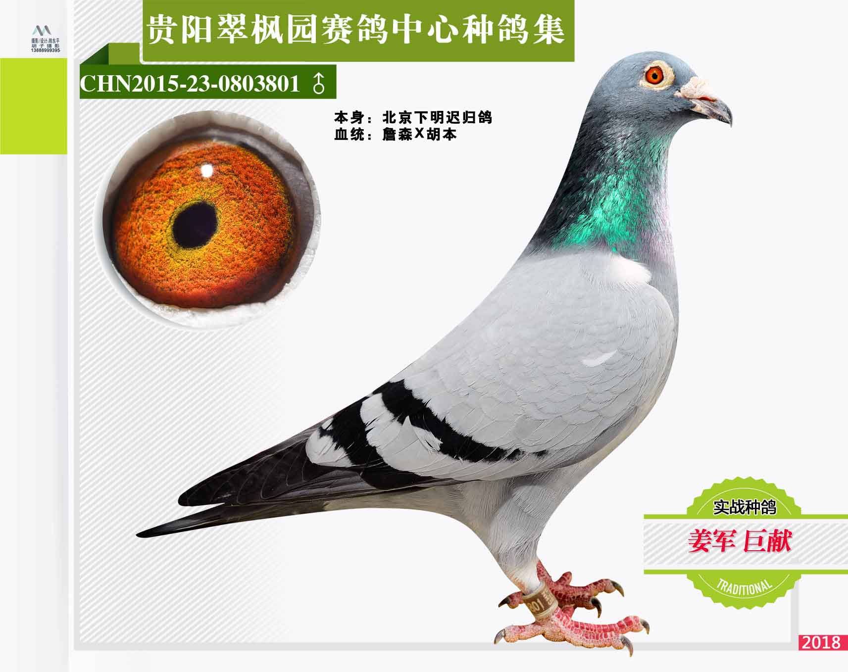 翠枫园赛鸽中心种鸽拍卖专集照片欣赏(二)